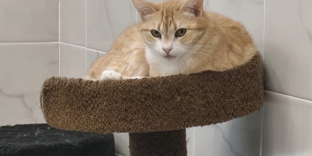 Добрых снов от котов 🌛 🌚 🐈‍⬛ 🐈