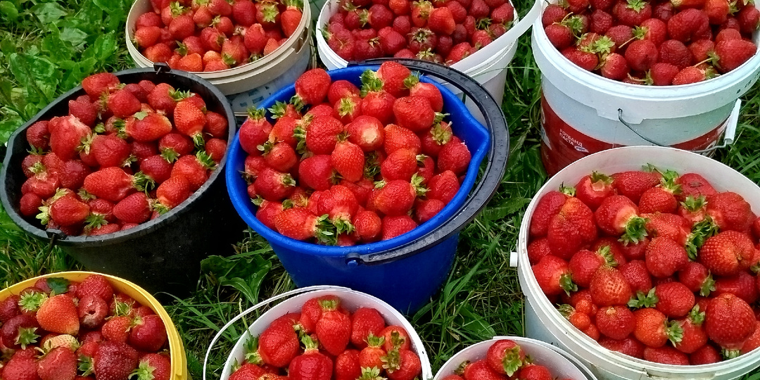 Ягодный сезон продолжается. Размножение жимолости зелёными черенками.