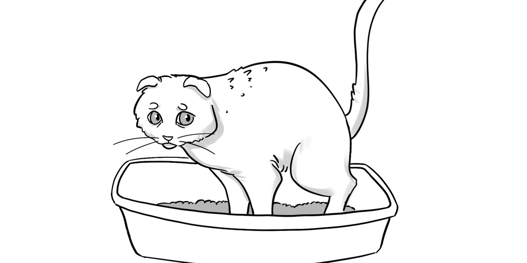 Симптом у котов, который нельзя игнорировать