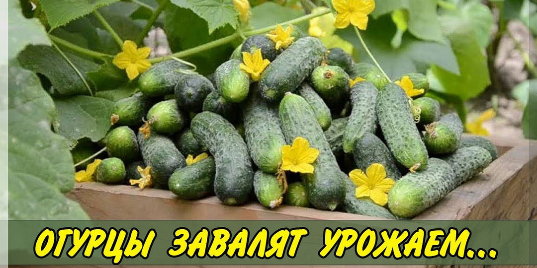 От первой завязи до поздней осени: самые важные советы, как ухаживать за огурцами, чтобы они плодоносили как можно дольше