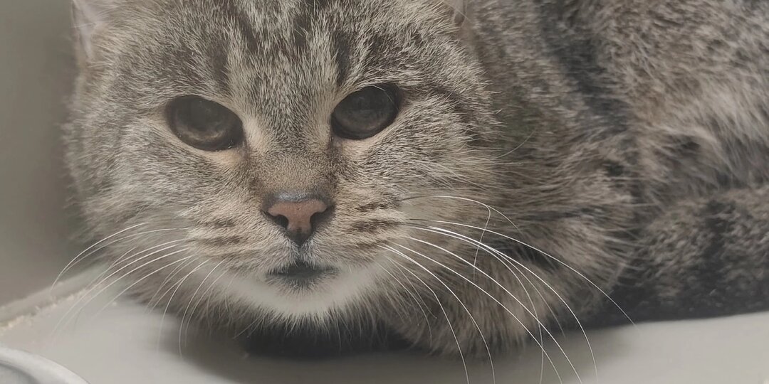 Кошка Муся ищет дом 🏠