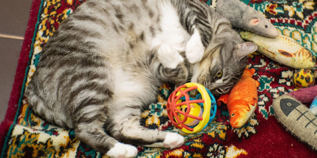 Добрых снов от котов 🌛 🌚 🐈‍⬛ 🐈
