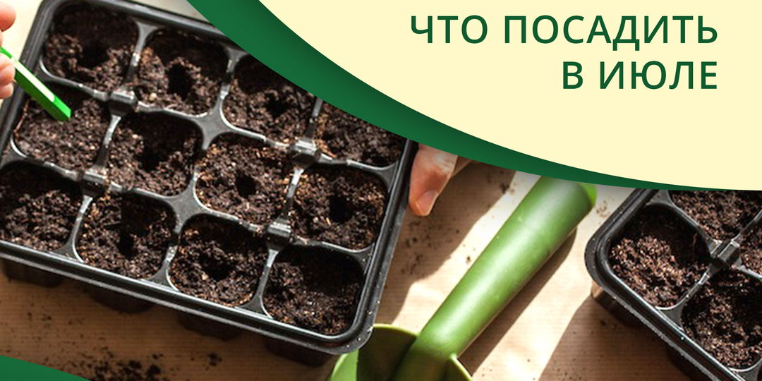 Какие овощи еще не поздно посеять в июле: собираем второй урожай