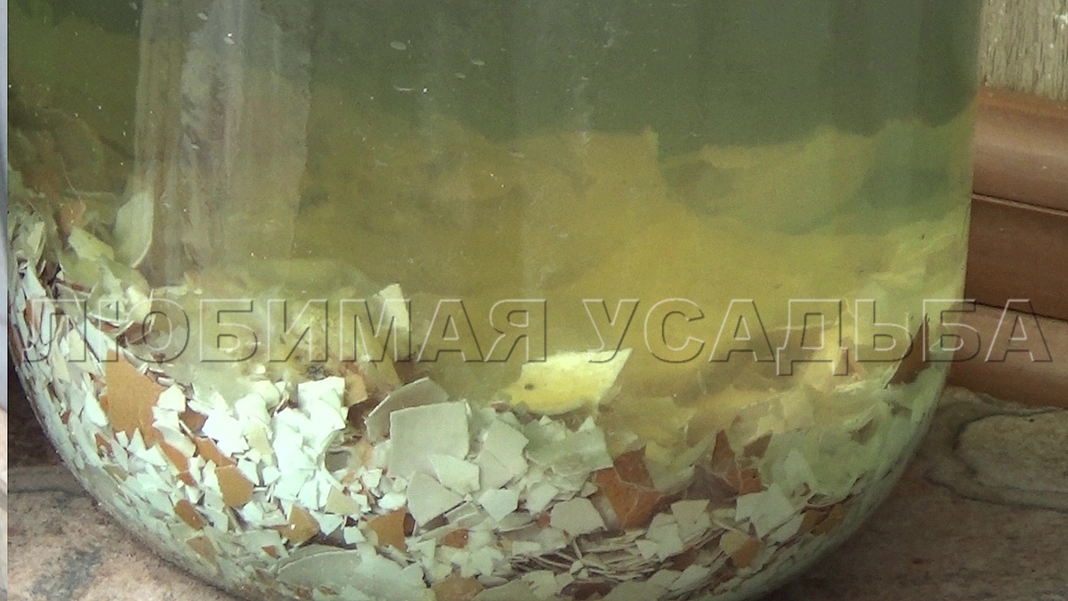 Настой яичной скорлупы