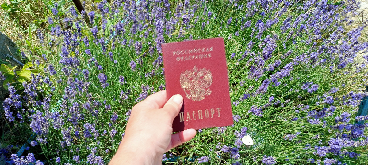 Паспорт. В лаванде