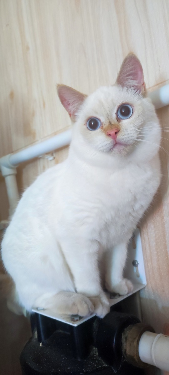 Беляшик