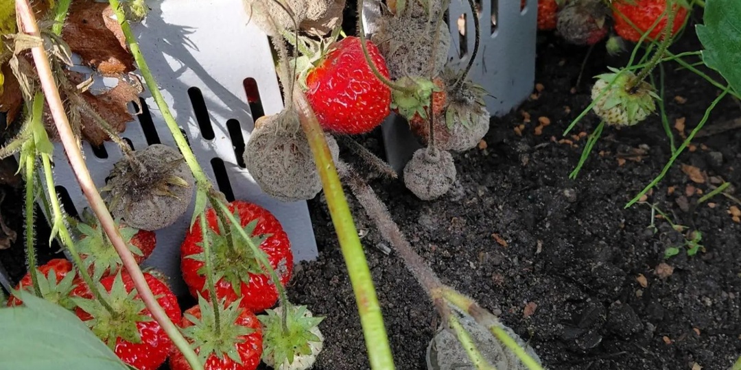 🍓 Как погода может перечеркнуть все старания.