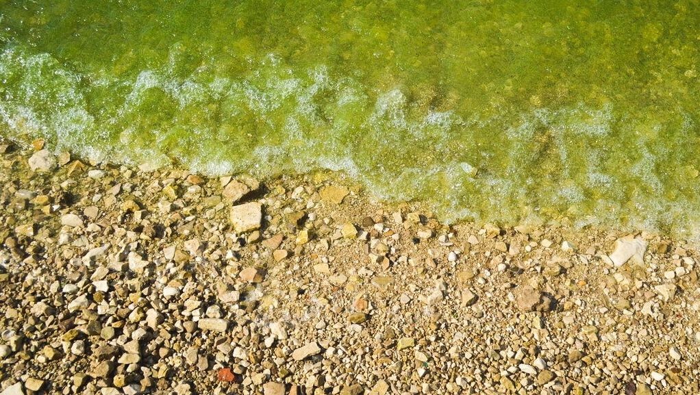    Укусы морских блох на пляжах под Ростовом вызывают зуд и покраснения кожи   1MI