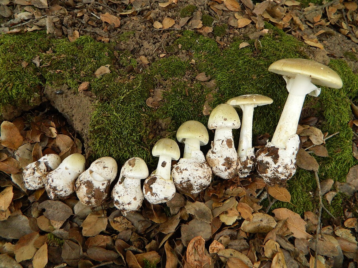 Изображение взято с сайта https://upload.wikimedia.org/wikipedia/commons/thumb/4/4a/2011-10-26_Amanita_phalloides_%28Fr.%29_Link_177883.jpg/1280px-2011-10-26_Amanita_phalloides_%28Fr.%29_Link_177883.jpg