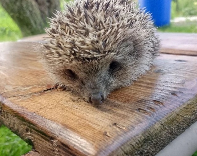 А это ёжик 🦔 пришёл в, гости. Правда хорошенький?
