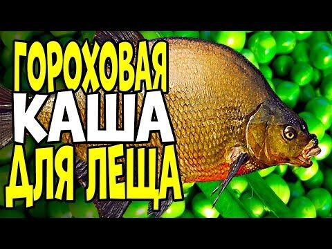 Лещ оценит: Гороховая мастырка без варки и мучений