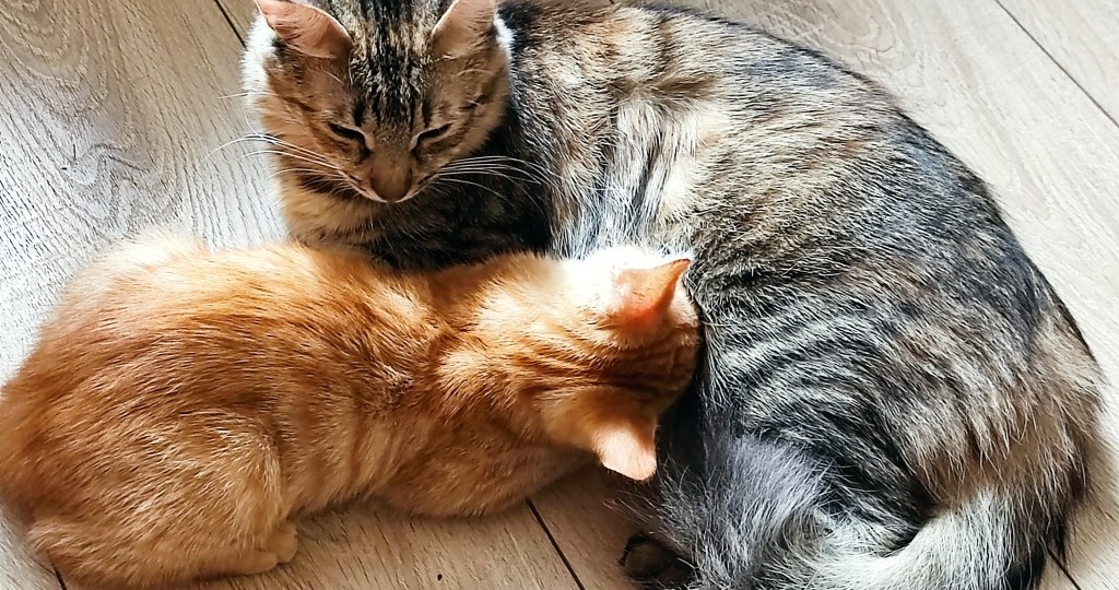 Кошка кормит котёнка в 3 месяца: норма или повод для беспокойства?