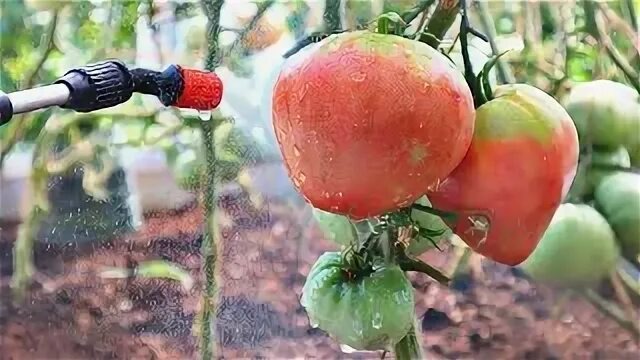 Луковая шелуха в июле - главный секрет большого и чистого урожая помидор. Рассказываю как правильно сделать.