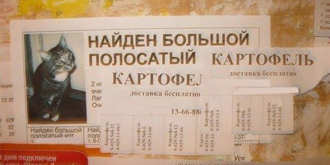 Плюсы и минусы полосатых котов