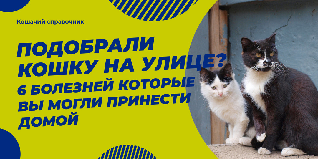 Подобрали кошку на улице? Эти 6 болезней вы могли принести домой