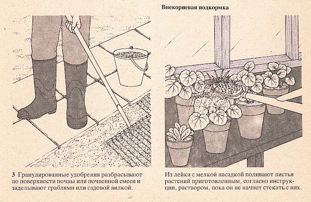 Применение удобрений в теплице