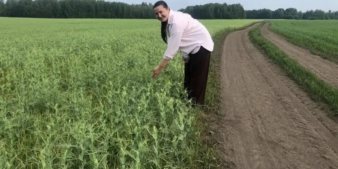 Томское хозяйство получило права оригинатора на сорт пшеницы ИРГИНА