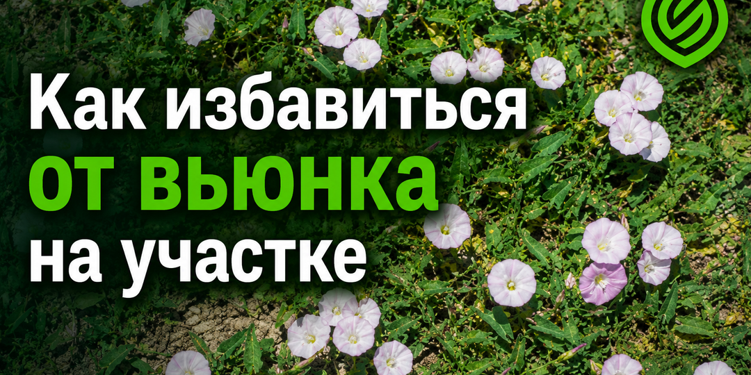Как избавиться от вьюнка на участке