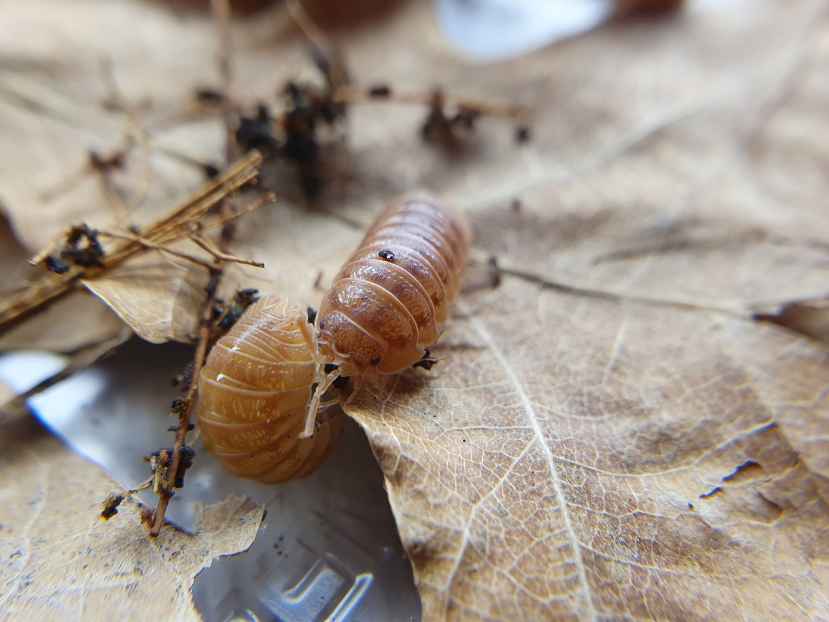 Armadillidium nasatum "Orange"