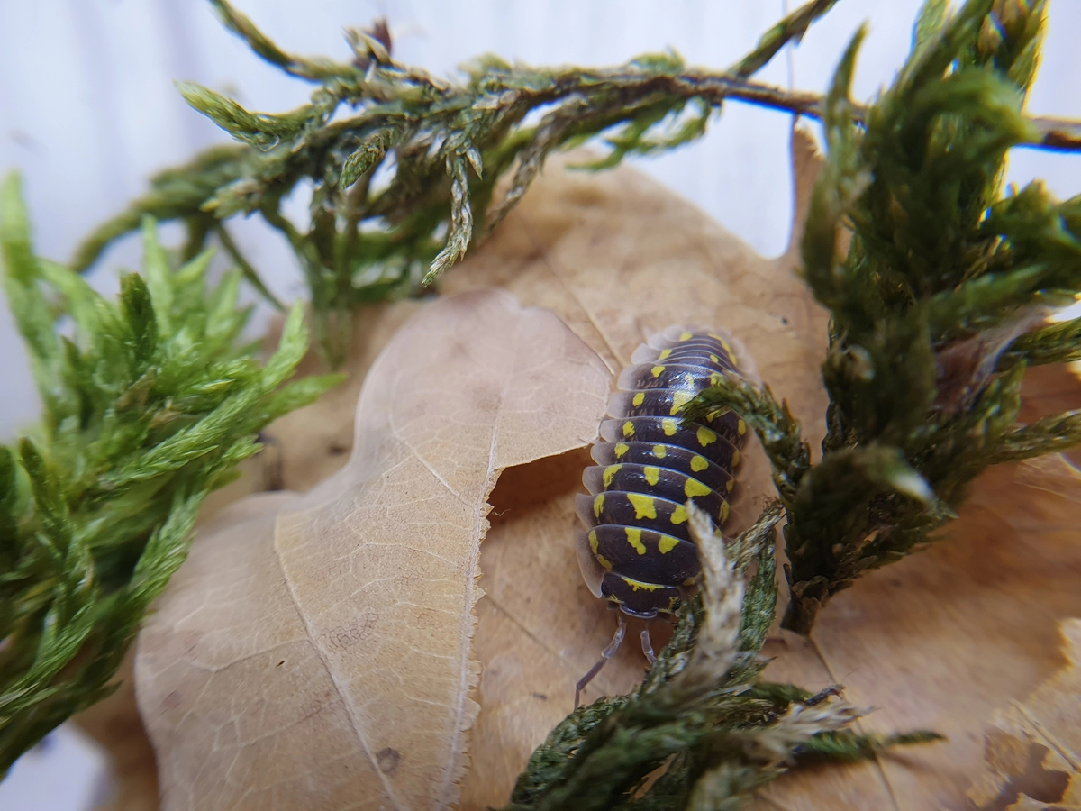 Armadillidium gestroi