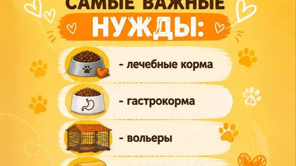 КАК ПОМОЧЬ «Домику Мелкашей»? Простые способы подарить заботу приютским хвостикам!♥️