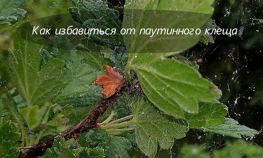 5 шагов против паутинного клеща на огурцах, розах, клубнике — спасаем сад за 1 вечер