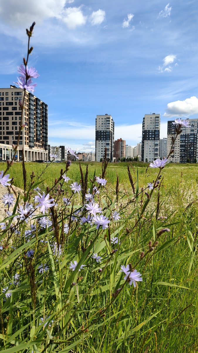 Фото по пути в поликлинику. Шикарный цикорий! А вдали видно поликлинику - она выделяется на фоне почти небоскрёбов😀