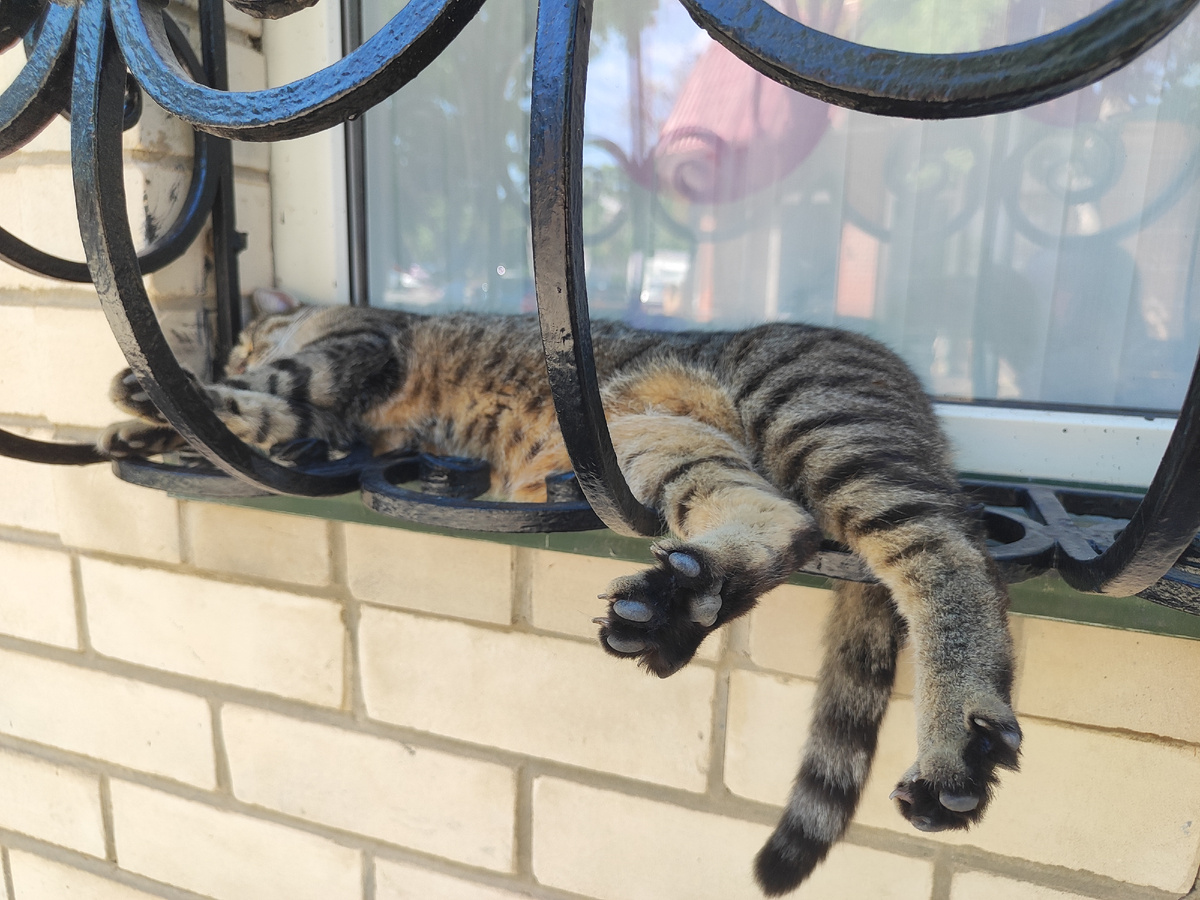 просто крымский котик отдыхает)