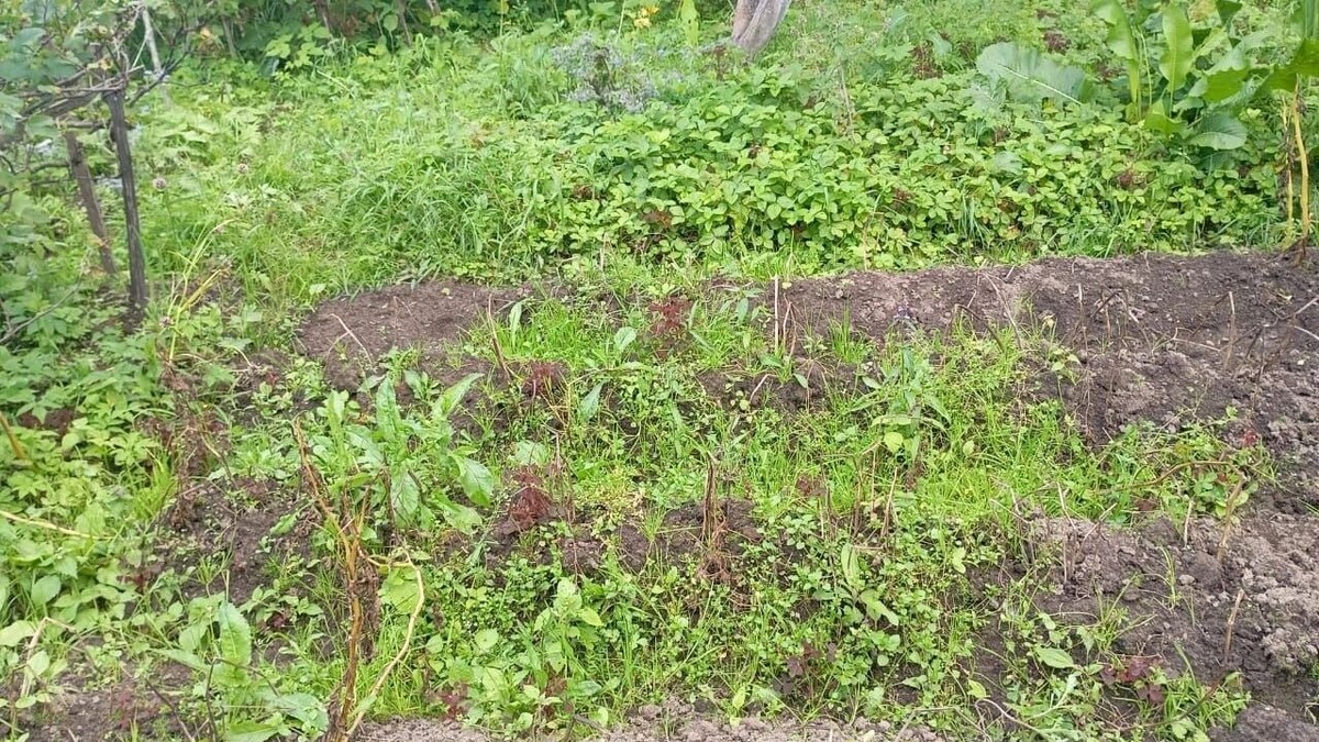    Без должного ухода и подкормки картофельные грядки не дадут хорошего урожая   1MI