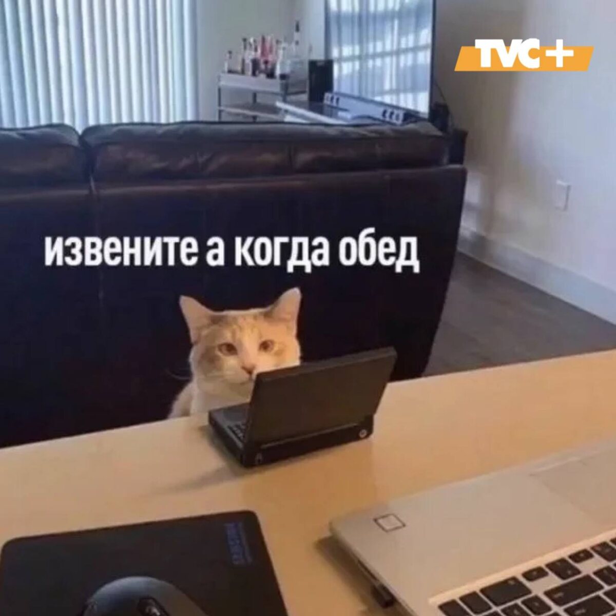 Мем с котиком