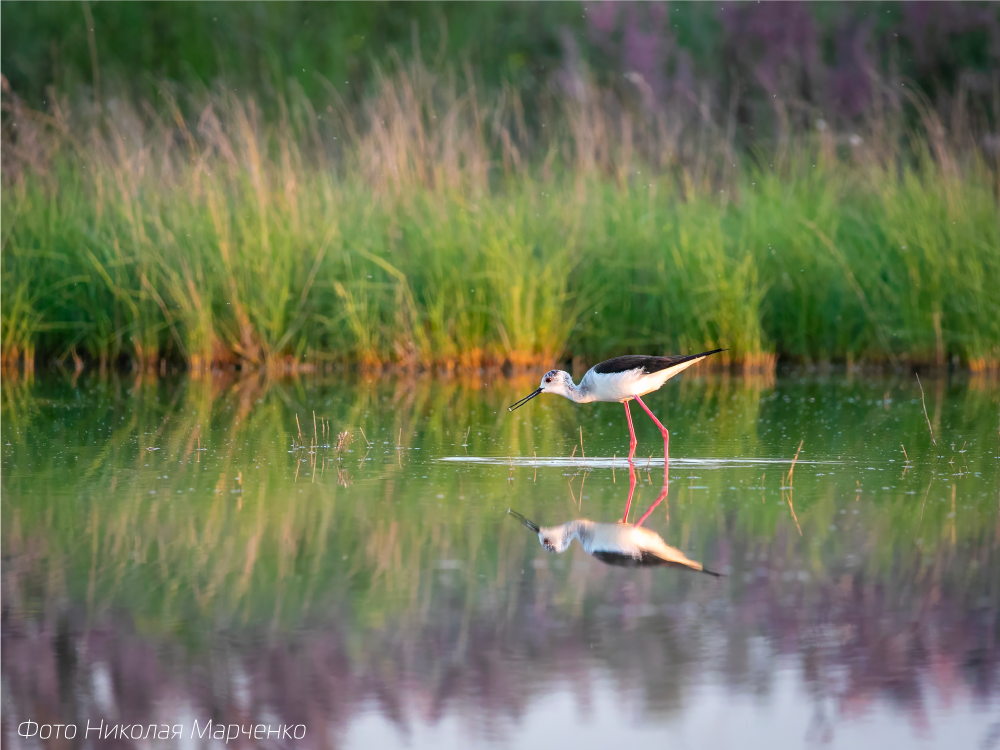 Ходулочник (Himantopus himantopus). Снятый на закате, в Калмыкии.