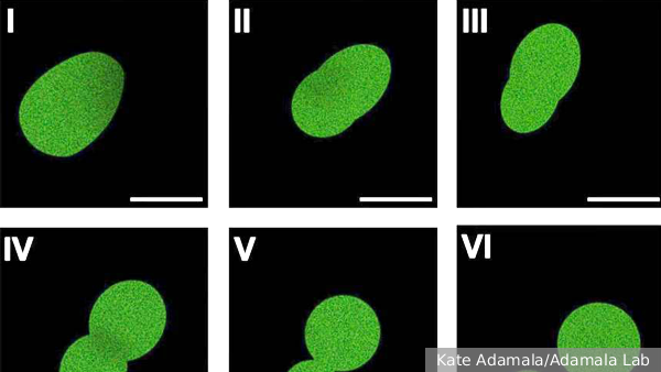     Фото: Kate Adamala/Adamala Lab