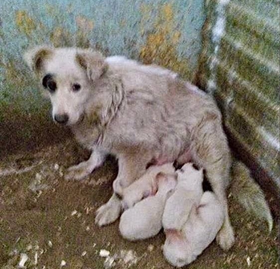 ❤️Сегодня, в День Собак, давайте все вместе сделаем доброе дело и поможем лохматой мамочке и ее крохам найти дом