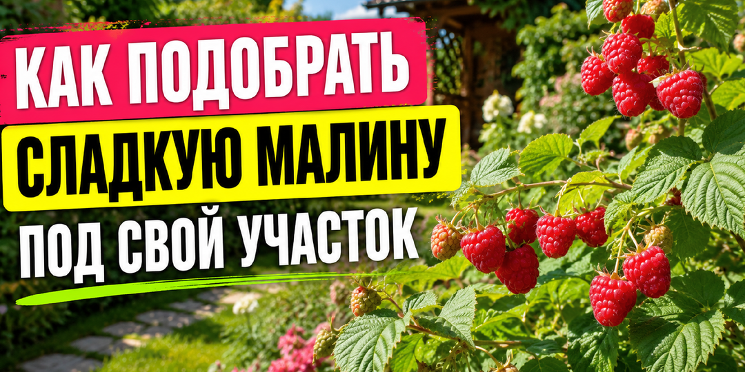 Лучшие сладкие сорта малины для средней полосы — кому они подойдут