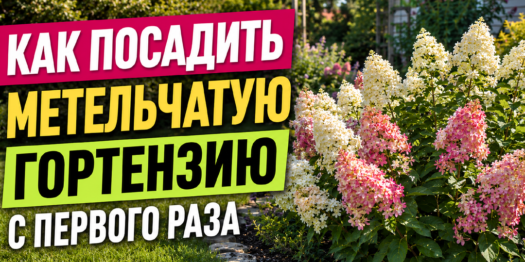 Гортензия метельчатая посадка и уход — простая инструкция для начинающих хозяек