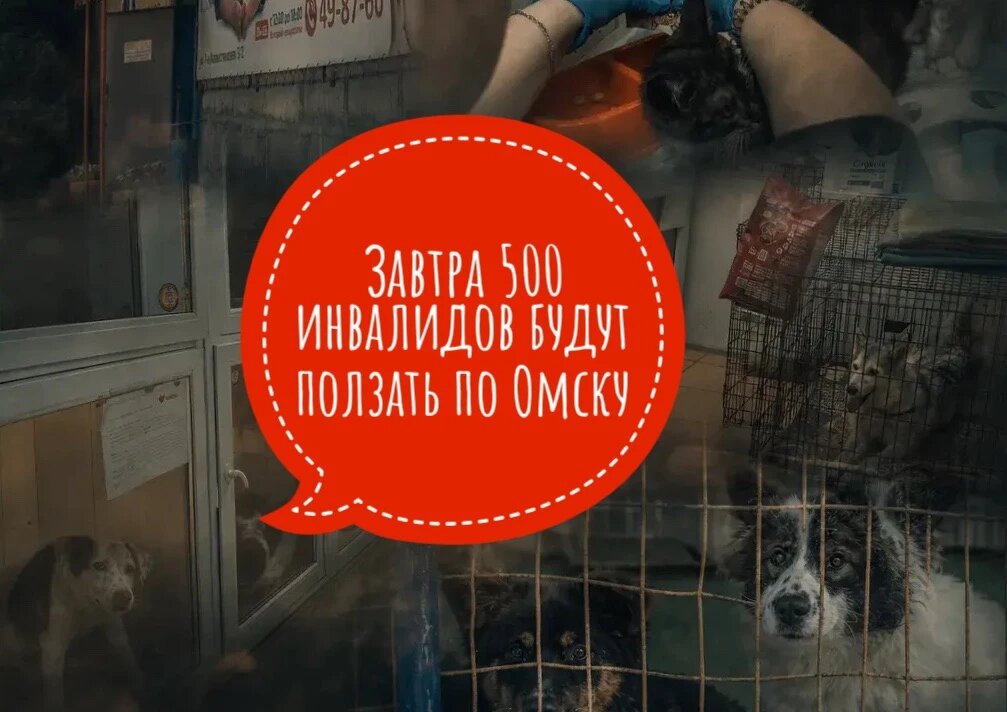  Приют НЕ ФИНАНСИРУЕТСЯ государством, нам нужна помощь!
