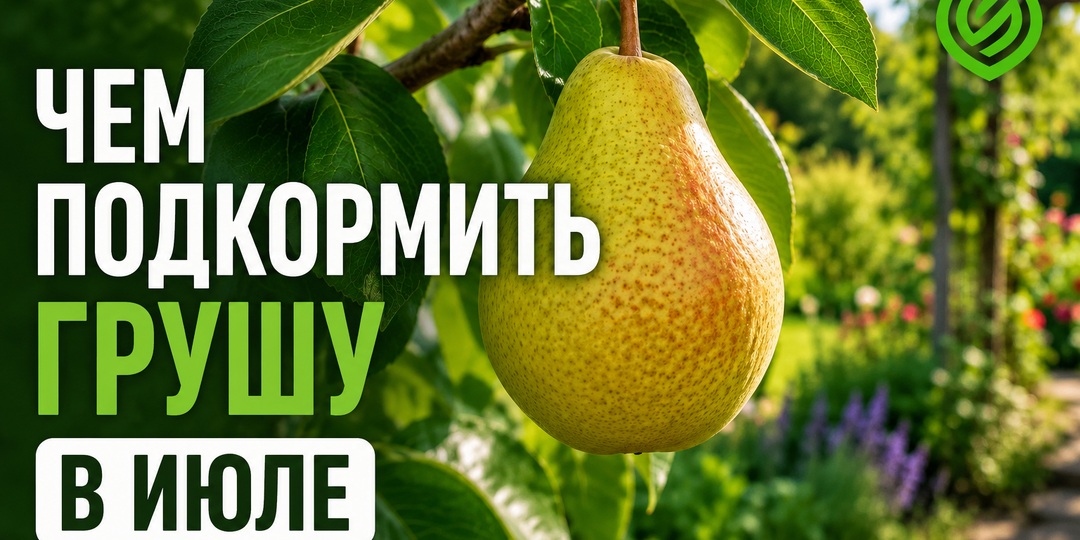 Чем подкормить грушу в июле