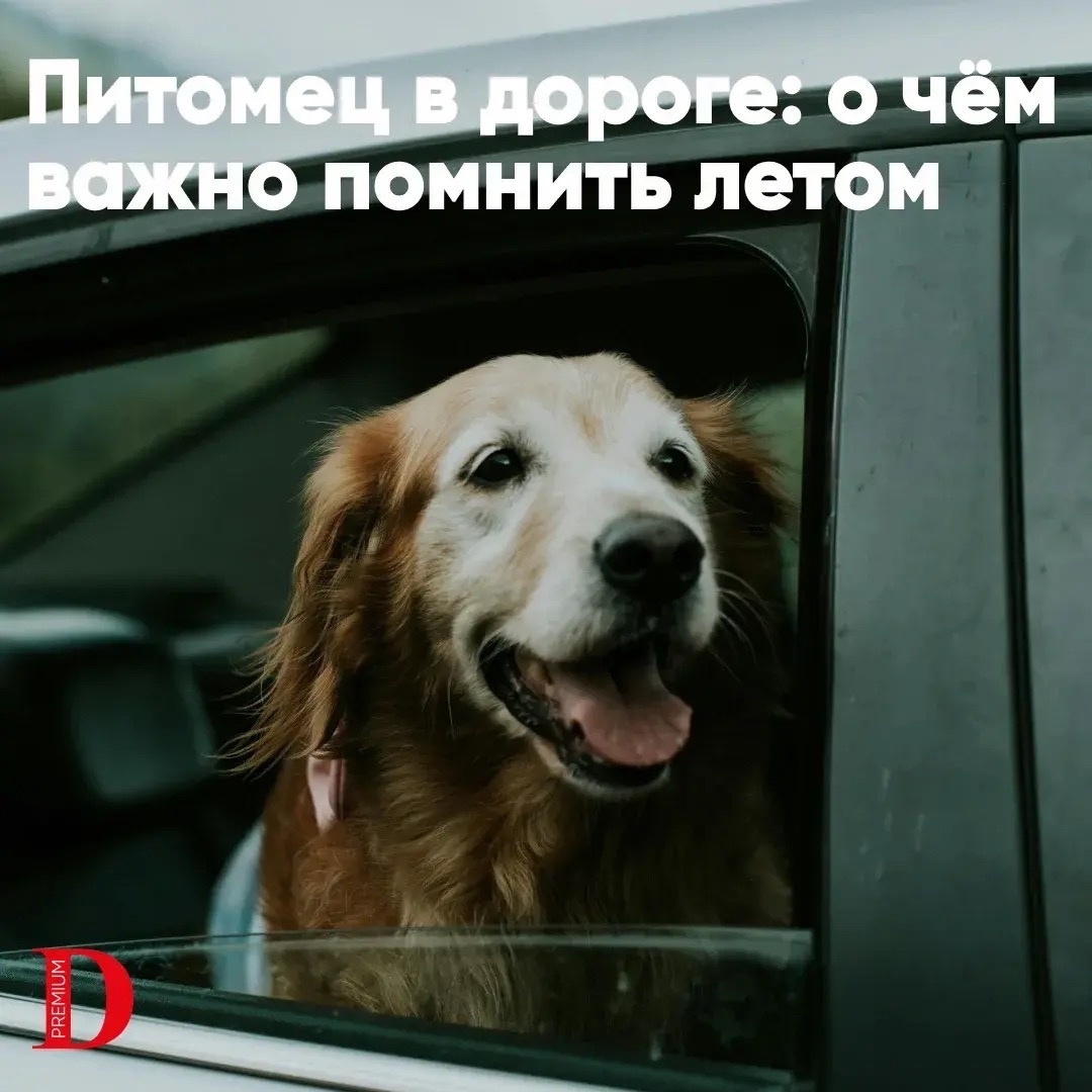 Питомец в дороге: о чём важно помнить летом