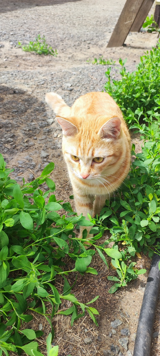 Мурзик