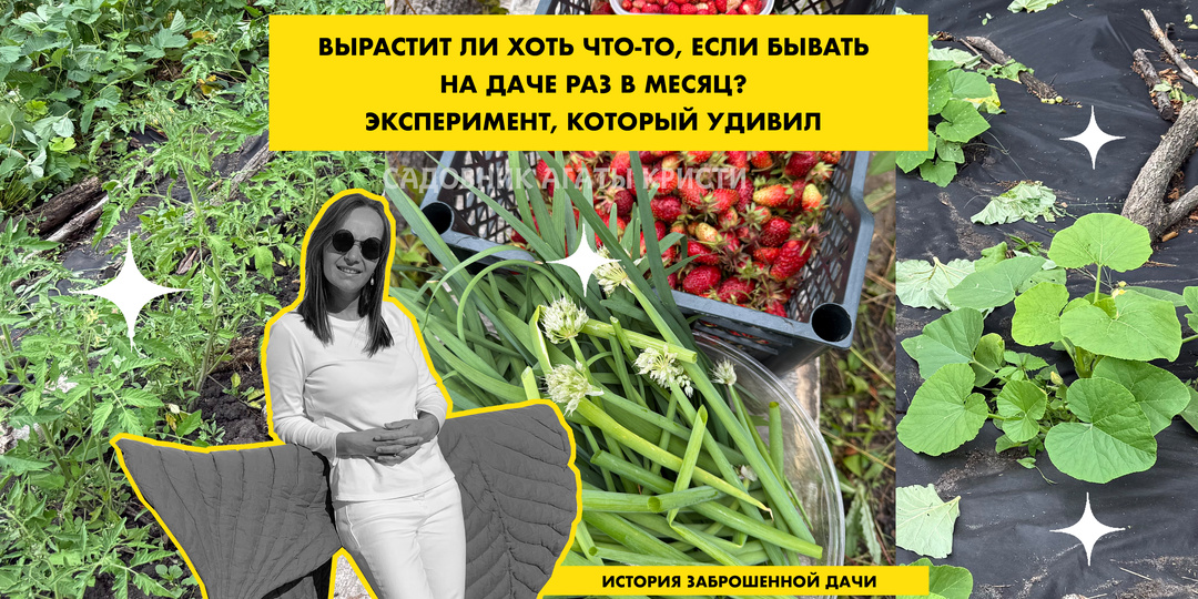 Вырастет ли хоть что-то, если бывать на даче раз в месяц? Эксперимент, который удивил!