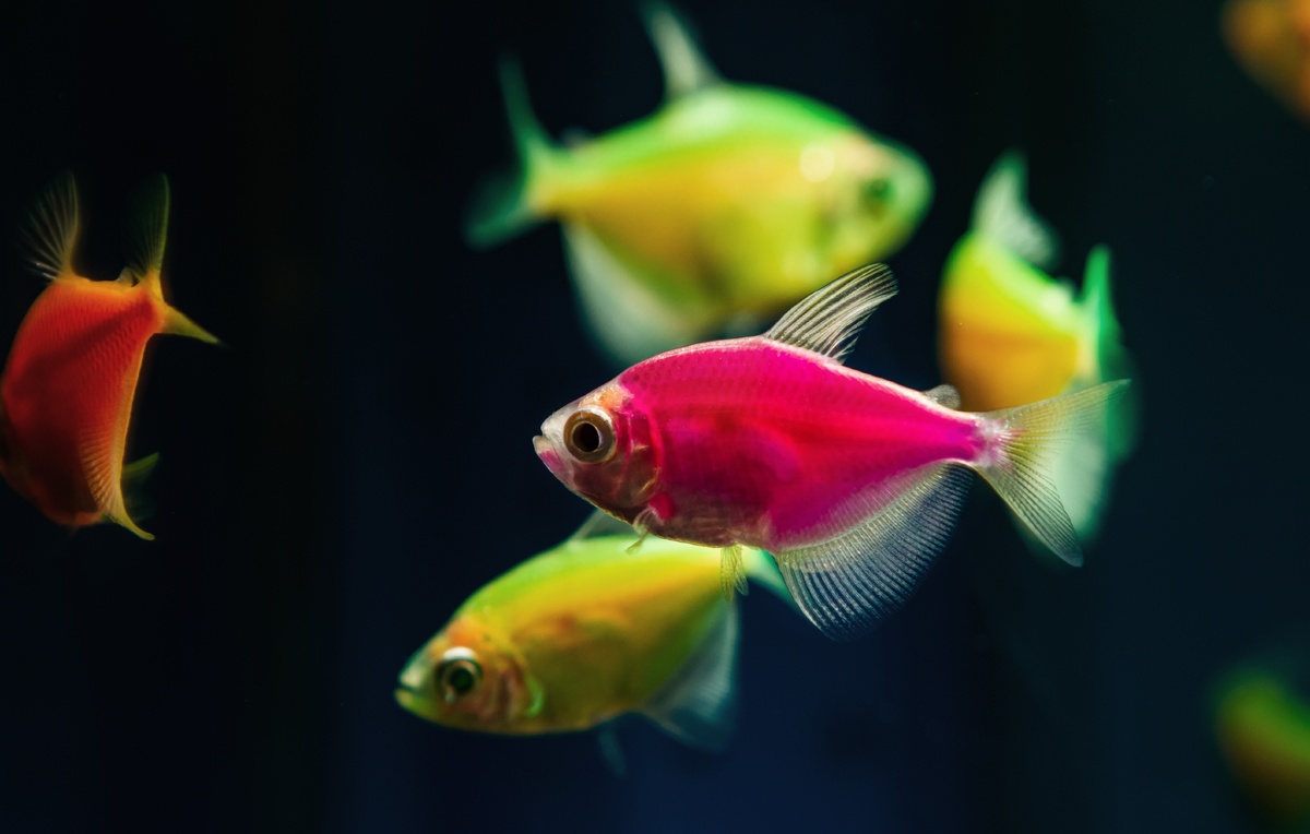    Флуоресцентные тернеции  Aleron Val/Shutterstock/FOTODOM