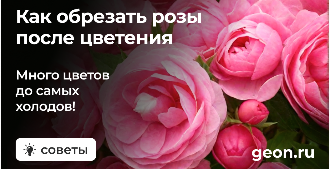 Как обрезать розы после цветения: пошаговая инструкция для пышного цветения до самых холодов