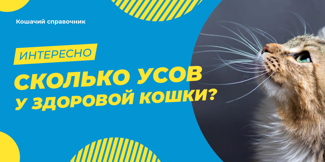 Сколько усов у здоровой кошки?