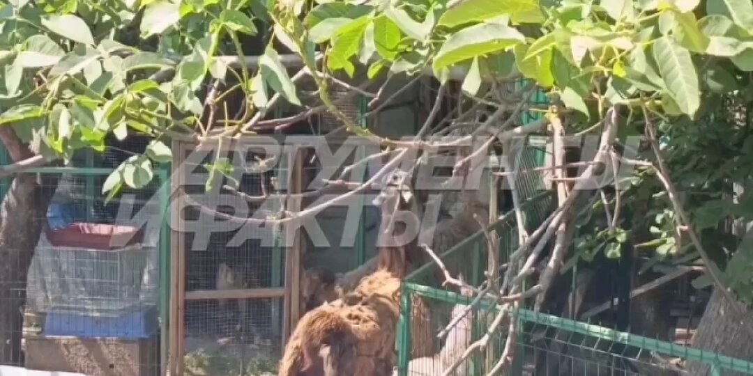Появились кадры с дачи в Адыгее, где примат напал на пенсионерку
