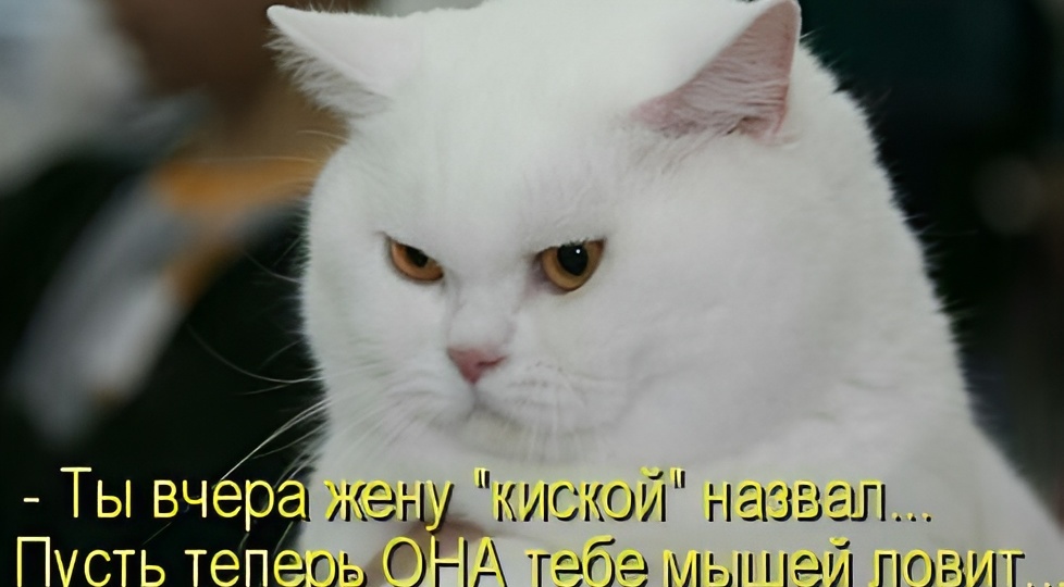 Мемы с котиками для отличного настроения: 15 смешных фото, почему кошки спят две трети дня и потеют лапками