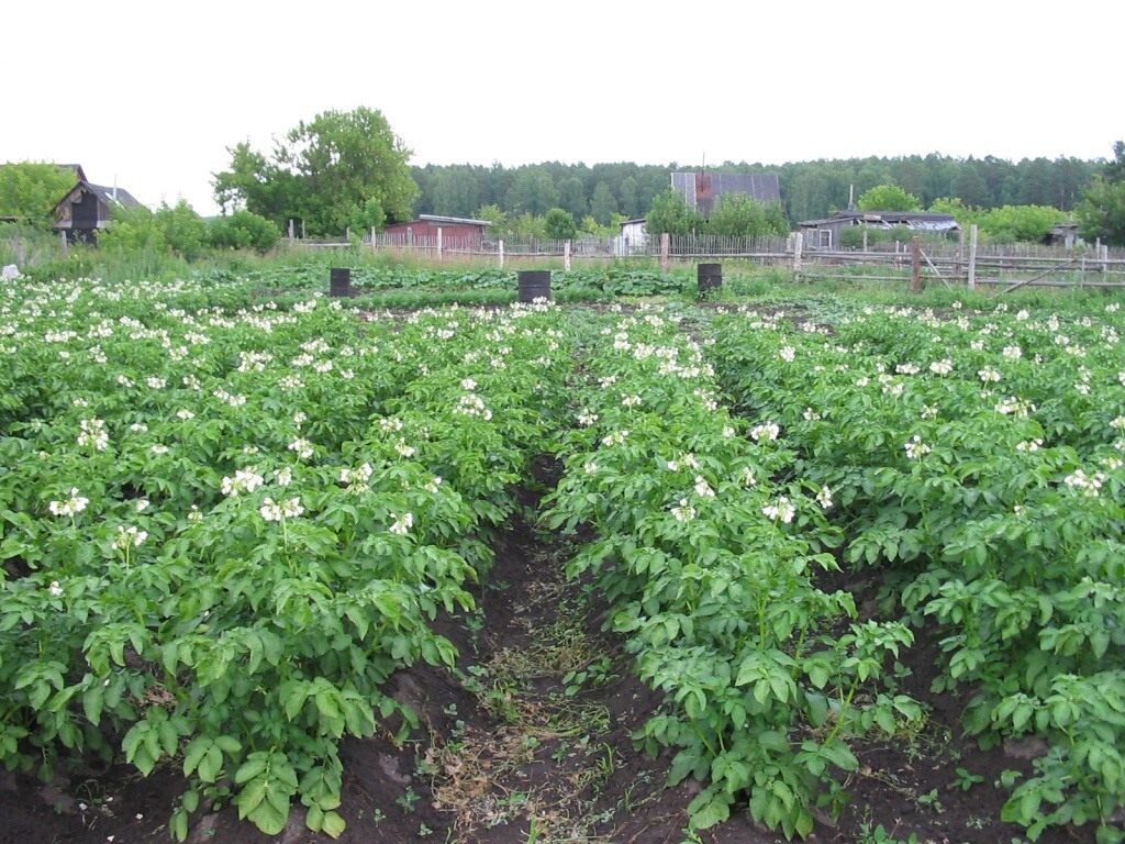 Что посадить рядом с картофелем, чтобы избавиться от колорадского жука 