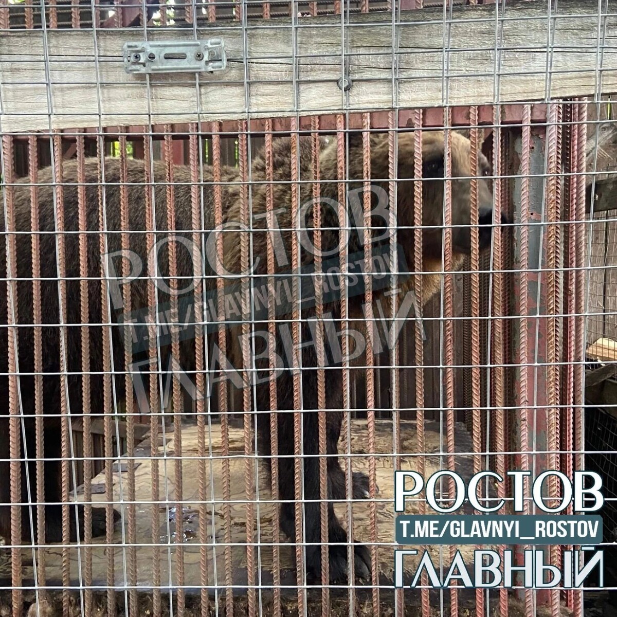    На фото и видео, размещенных в местных пабликах и СМИ видно, что бурые медведи находятся в клетках, сваренных из арматуры   /ok.ru/rostovglavnyi/