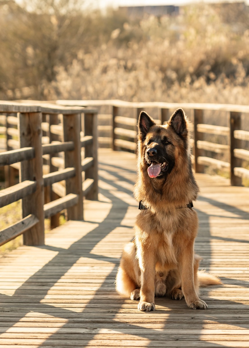    Мы познакомим вас с красотой и мощью двух выдающихся представителей группы рабочих собак