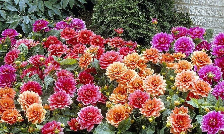 🌺 Хотите, чтобы георгины вызывали восхищение у соседей? Что обязательно нужно сделать с ними в июле