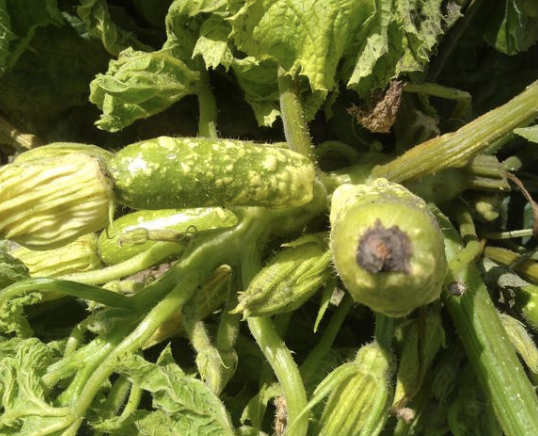 🥒 Кабачки гниют прямо на грядке? 3 главные причины, из-за которых можно потерять весь урожай